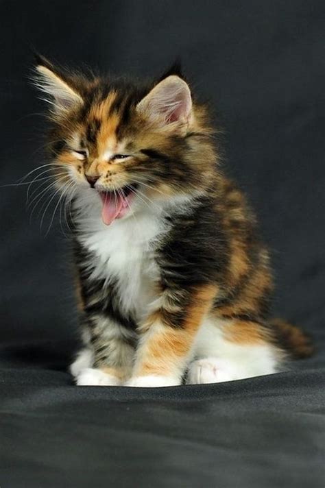 Are Long Haired Calico Cats Rare Quora More Kittens And Puppies