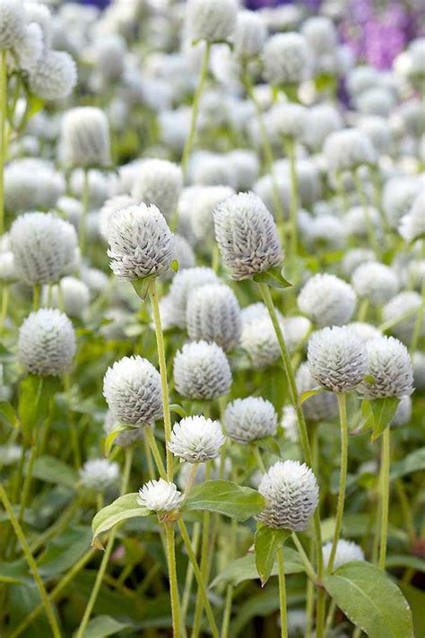 See more ideas about globe amaranth, amaranth, plants. How to Grow Globe Amaranth for the Cut Flower Garden ...