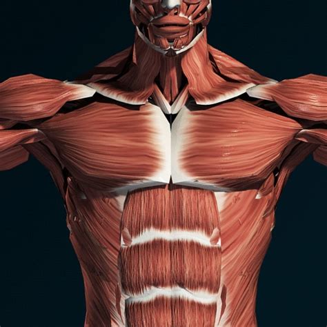 Muscular System 3d Anatomy Apprecs