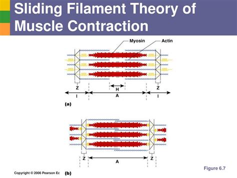 Sliding Filament Theory Of Muscle Contraction Online