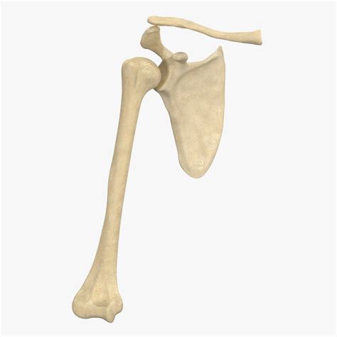 Shoulder Joint Configuration Bones Ma
