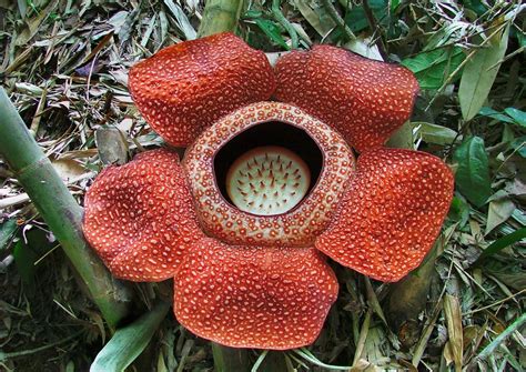 Rafflesia Information Centre Sabah North Borneo