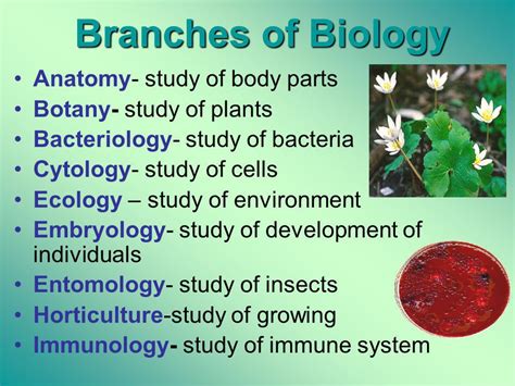 However, it was previously coined to piggy back the bisexual orientation as being bisexual but attraction to one gender. Branches of Biology - My Biology Classes