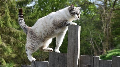 Chat De Gouttière Quelles Spécificités