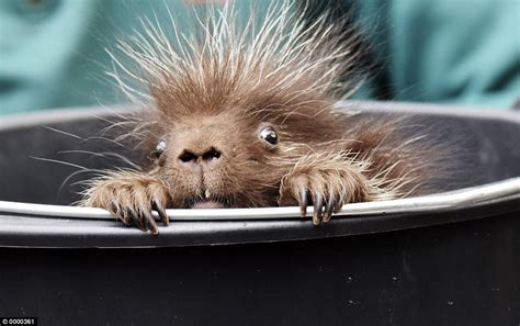 Kevin The Porcupine Discovered In Hagenback Zookeepers Stocktake