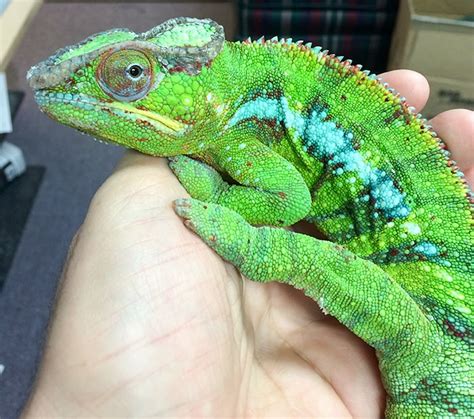 All of your reptile needs in just one stop! Is an Exotic Pet Right for You? | Eastside Veterinary Hospital