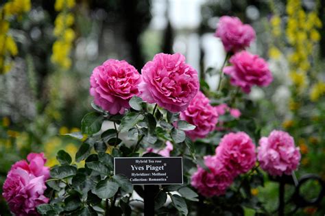 Maybe you would like to learn more about one of these? The Yves Piaget Rose bush that was planted in the Peggy ...