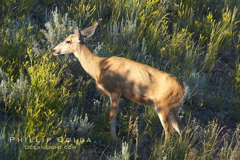 Black Tail Deer Mule Deer Odocoileus Hemionus Photo Lamar Valley