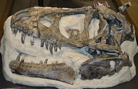 2.3 Inch Daspletosaurus - T-Rex Relative For Sale (#4302) - FossilEra.com