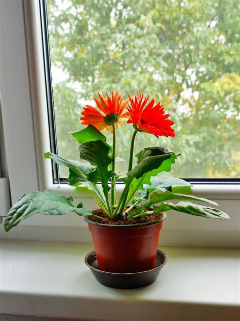 This metallic accessory releases just a spritz of water, so you'll never drown your houseplants again. Indoor Plants Help You Sleep Better | World Top Updates