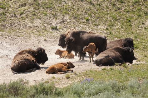 Bison Bison In Yellowstone National Park Wyoming Tjflex2 Flickr
