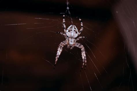 Spider Hanging On Spider Web · Free Stock Photo