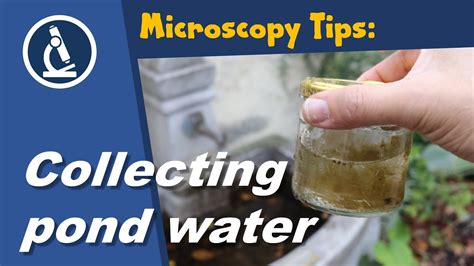 🔬 089 How Can You Collect Pond Water For Microscopy Microscopy