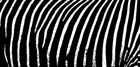 2 days the zebra is known as the kayak of car. The Zebra: Compare Car Insurance Rates Side-by-Side