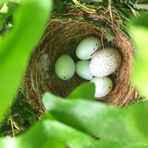 Cowbirds Invaded My Porch Nest Nest Bird Nest Eggs