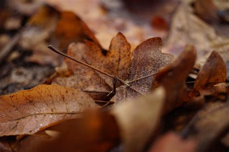 Brown Dry Leaves On A Floor Autumn Forest Natural Background Stock
