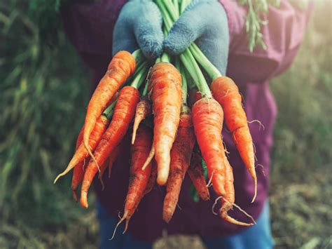 How Many Carrots In A Pound 🥕 Butter N Thyme