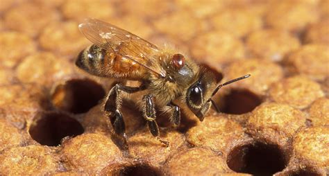 Scientists Breed Fungus That Fights Varroa Mites