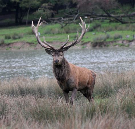 Épinglé par Madeleine Gavois sur CHASSE  Brame du cerf, Animaux, Cerf