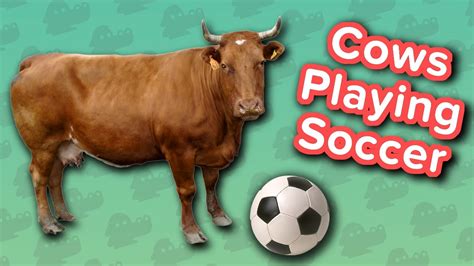 Cow Soccer And Head Butting Goats Funny Animal