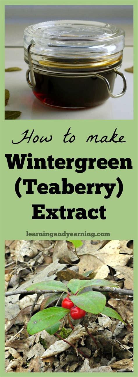 A Beautiful Plant With An Amazing Aroma Wintergreen Teaberry Can Be