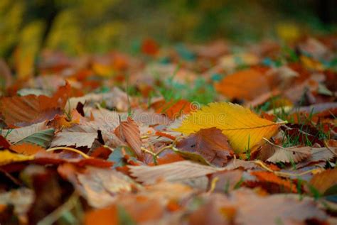 Autumn Theme Stock Image Image Of Colour Season Orange 110379305