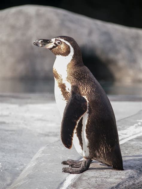 Humboldt Penguin Stock Image Image Of Animal Metaphor 39716243