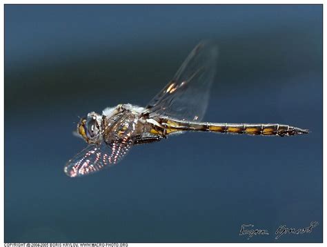 Stripe Winged Baskettail Dragonfly Стрекоза бабка Epitheca Costalis