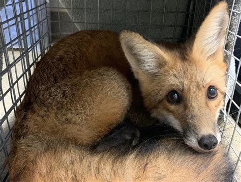 Animal Control Officers Rescue Fox Snared By Fish Hook