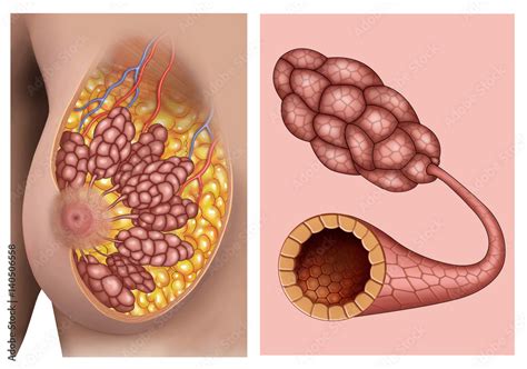 Anatomia E Fisiologia Das Mamas