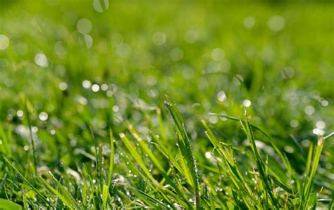 7 Diy Ways To Make Your Grass Greener