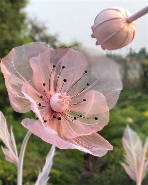 A Imagem Pode Conter Planta Flor Atividades Ao Ar Livre E Natureza