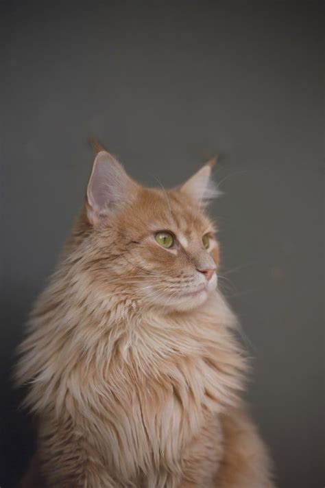 Persian Maine Coon Ginger Mainecoon For Sale Ny