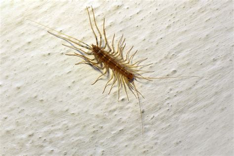 Bugs That Look Like Centipedes But They Aren T