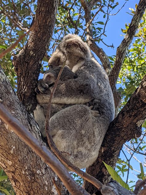 Barilaro sa narodil v r queanbeyan rodičom prisťahovalcov z kalábria, taliansko.7 po ukončení školy pracoval v továrni. Koala cuddles for your Wednesday morning : australia