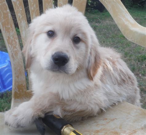 Golden Retriever Dog For Adoption In Commerce Ga Adn 471104 On