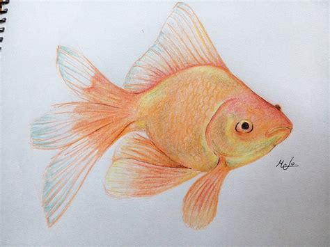 Goldfish | Peces dibujos, Dibujos, Lapices de colores