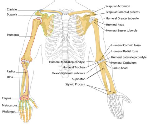 The Bones Of The Arm And Hand Anatomy Medicinecom