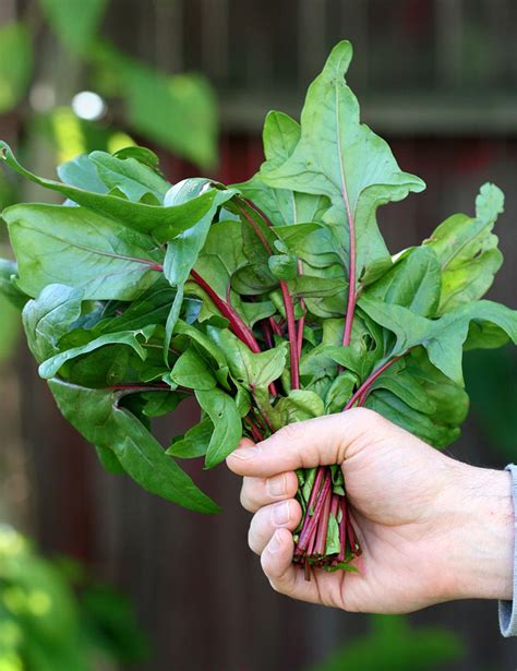 They are moderately resistant to diseases. Spinach: 6-pack 'Bordeaux' - Buy Online at Annie's Annuals