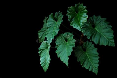 Dark Green Leaves Of Philodendron Species Philodendron Speciosum The