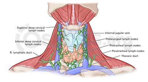 Lymph System Lymph System Sternocleidomastoid Muscle Vrogue Co