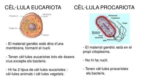 Cuadro Comparativo C Lulas Procariotas Y Eucariotas Caracter Sticas Y Funciones Cuadro