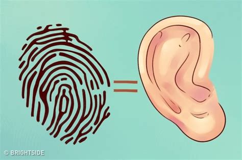 What Your Ears Reveal About You Ear Reflexology Ear Medical Knowledge