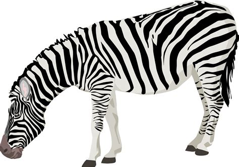 Zebra Png Image Transparent Image Download Size 2400x1686px
