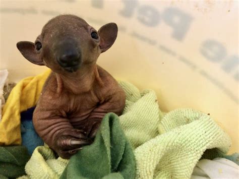 Zoo Babies - Cincinnati Zoo & Botanical Garden®