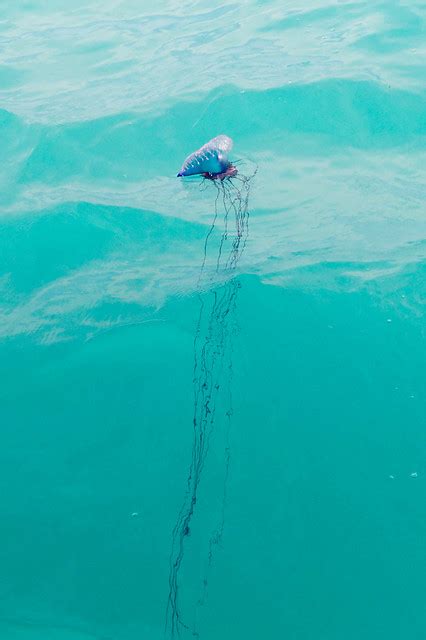 Portuguese man o war contrary to popular belief, the portuguese man o war is not a jellyfish but belongs to an order of creatures known as siphonophores. Flickr - Photo Sharing!
