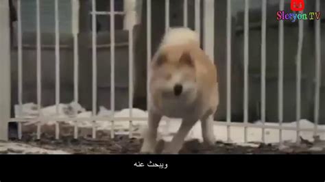 عن قصة وفاء كلب أبكت العالم أروع كلب في العالم Hachiko Hd Youtube