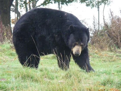 American Black Bear American Black Bear Taken At Woburn Flickr