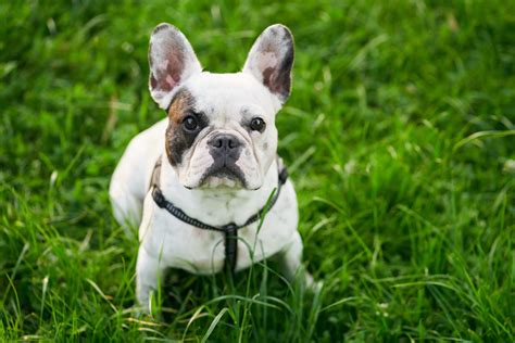 What Are A French Bulldogs Most Common Health Issues Volhard Dog