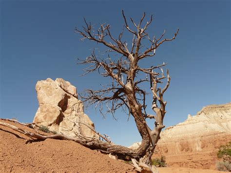 Free Photo Tree Dry Drought Arid Stone Free Image On Pixabay 4595